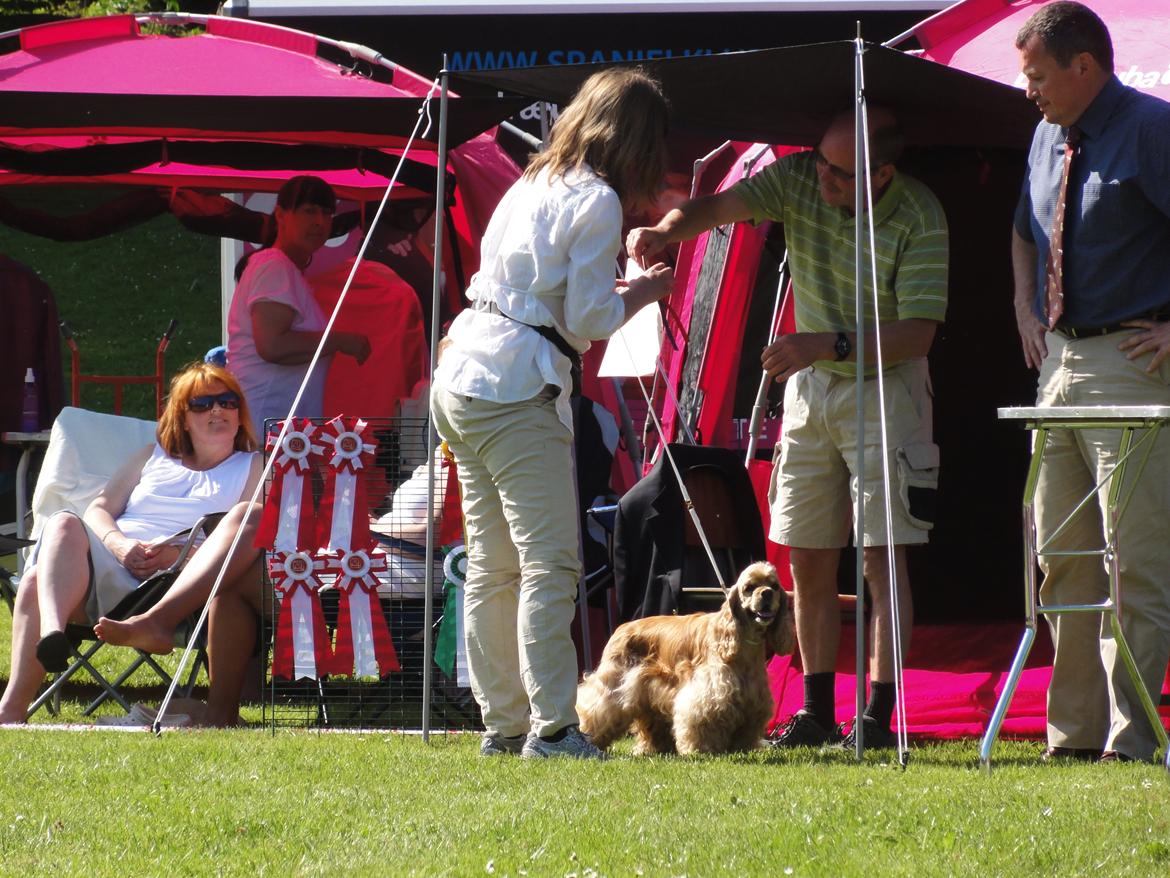 Amerikansk cocker spaniel Laika billede 2