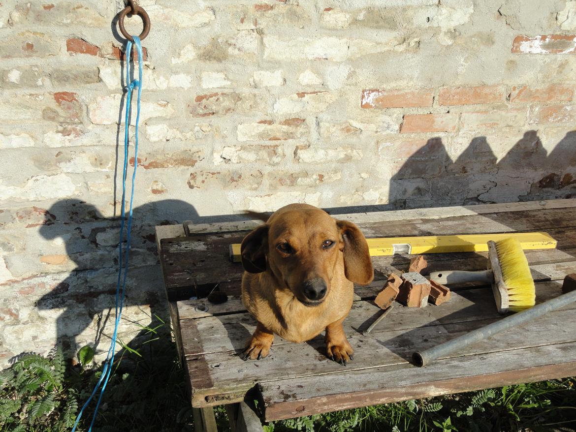 Gravhund Mille billede 8