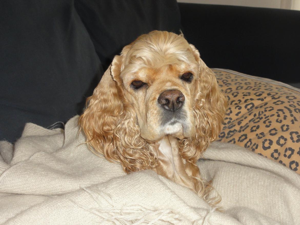 Amerikansk cocker spaniel Laika billede 3