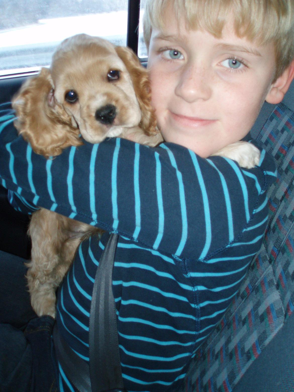 Amerikansk cocker spaniel Laika billede 4