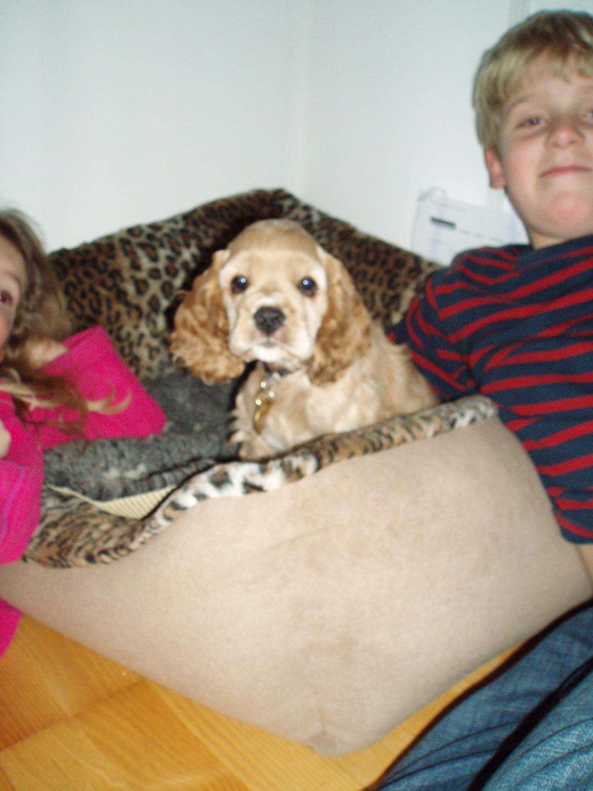 Amerikansk cocker spaniel Laika billede 5