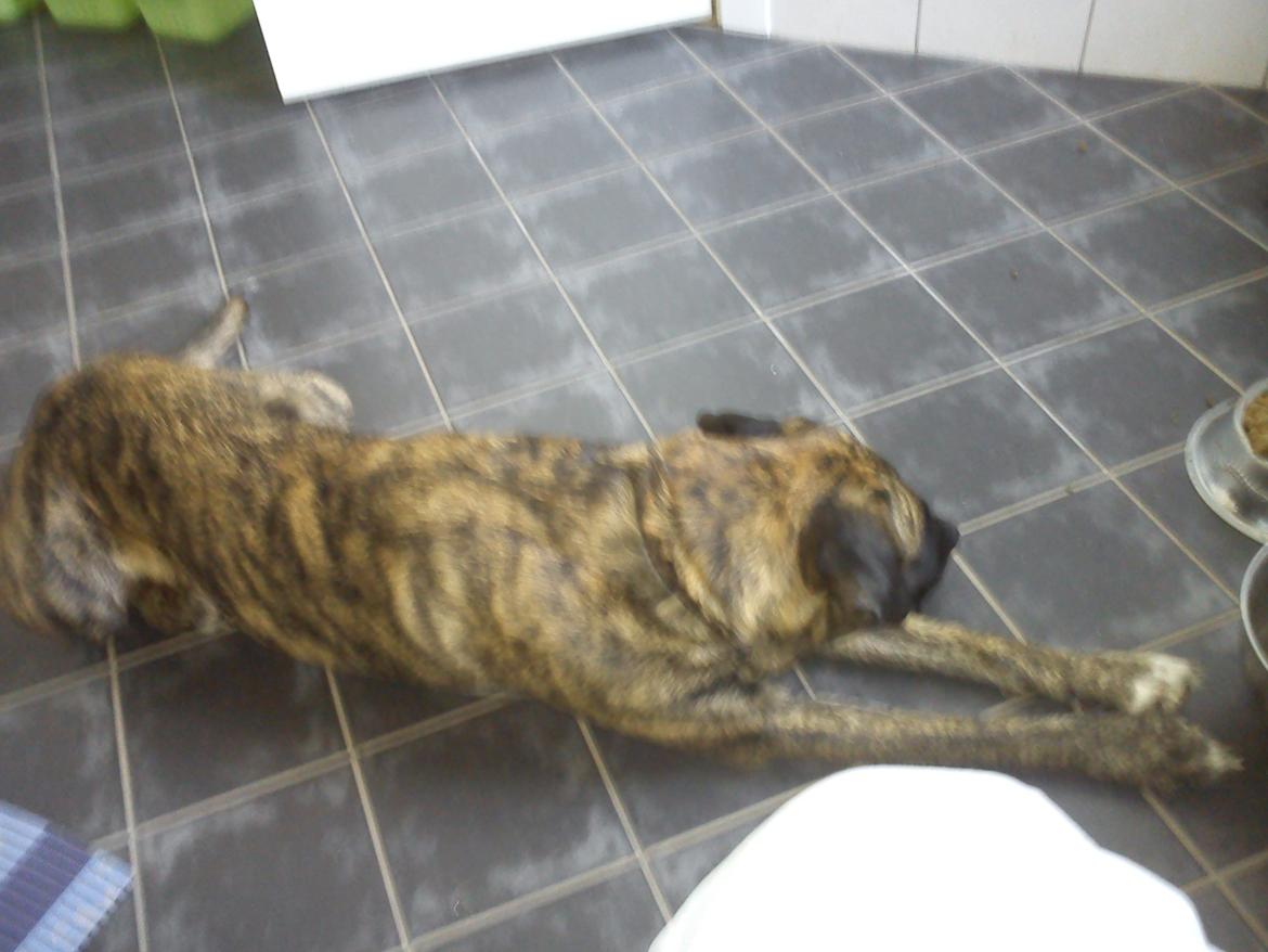 Blanding af racer Amy - Her kan jeg ligge og flyde hele dagen, jeg er bare den mest rolige hund, når jeg er hjemme billede 2