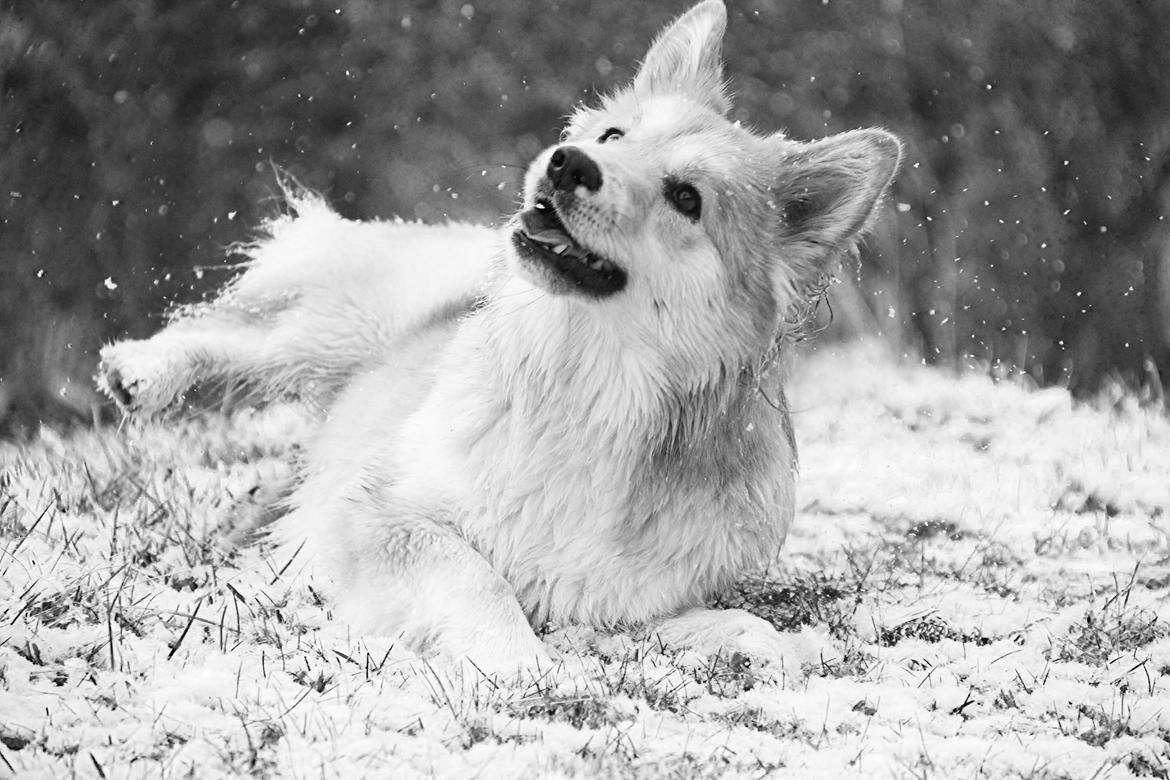 Islandsk fårehund Gladur Nanna billede 5