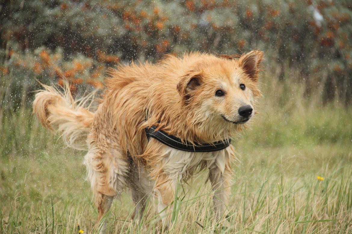 Islandsk fårehund Gladur Nanna billede 6