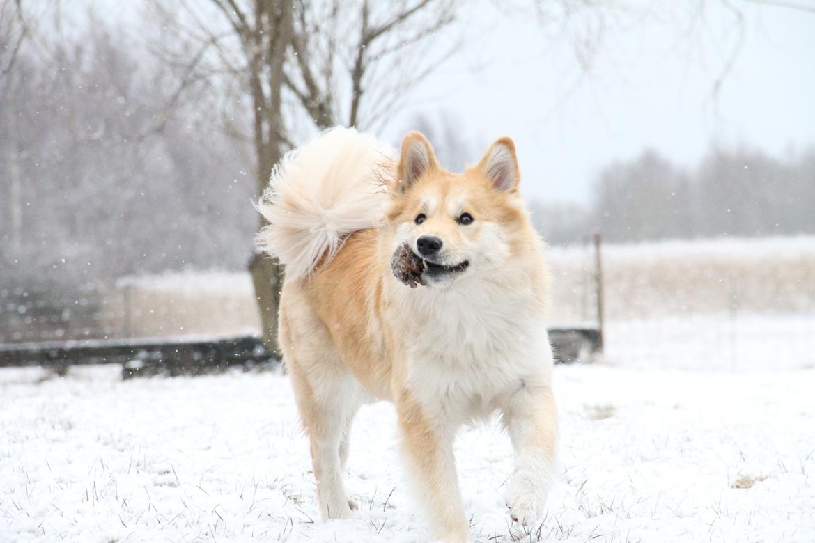 Islandsk fårehund Gladur Nanna billede 7