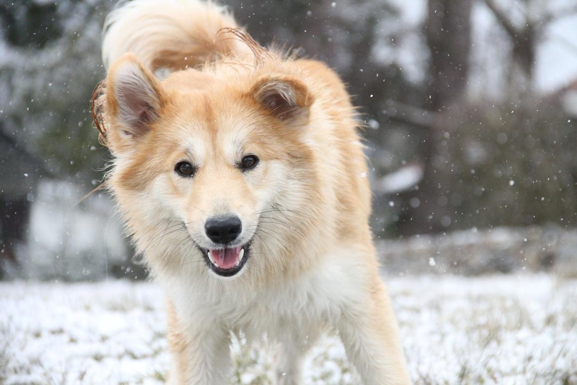 Islandsk fårehund Gladur Nanna billede 1