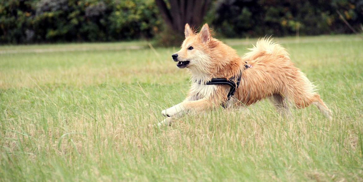 Islandsk fårehund Gladur Nanna billede 8