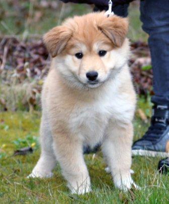 Islandsk fårehund Gladur Nanna billede 9