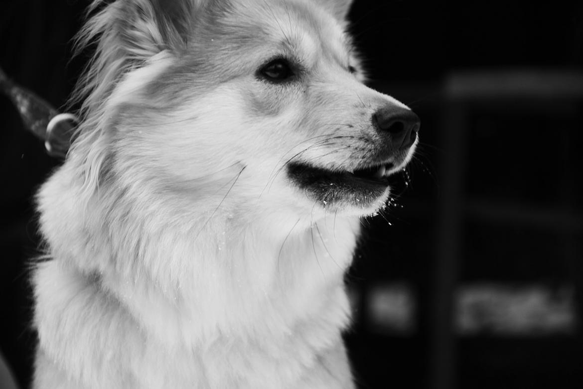 Islandsk fårehund Gladur Nanna billede 3