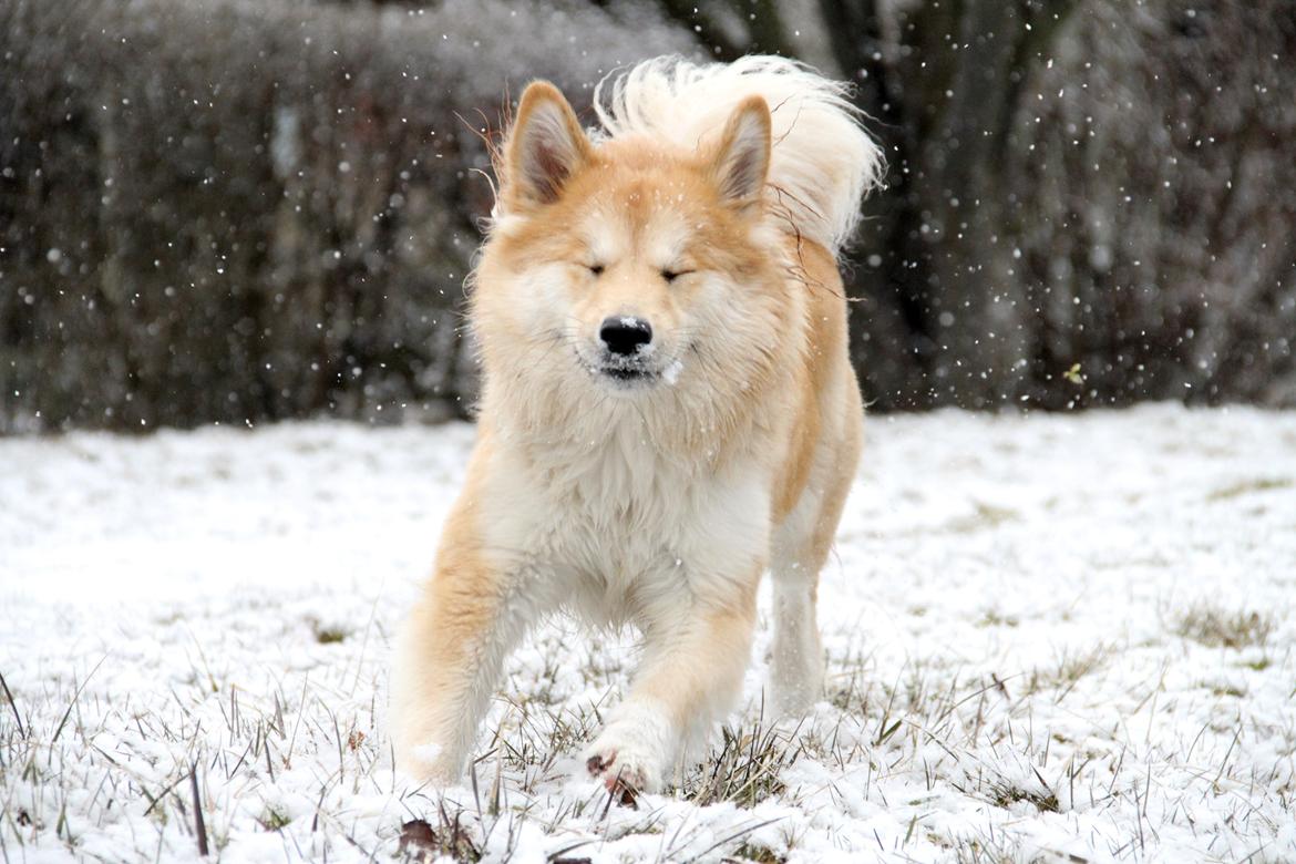 Islandsk fårehund Gladur Nanna billede 10