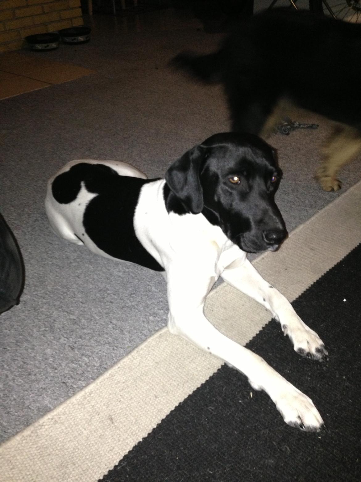 Blanding af racer Buller billede 1