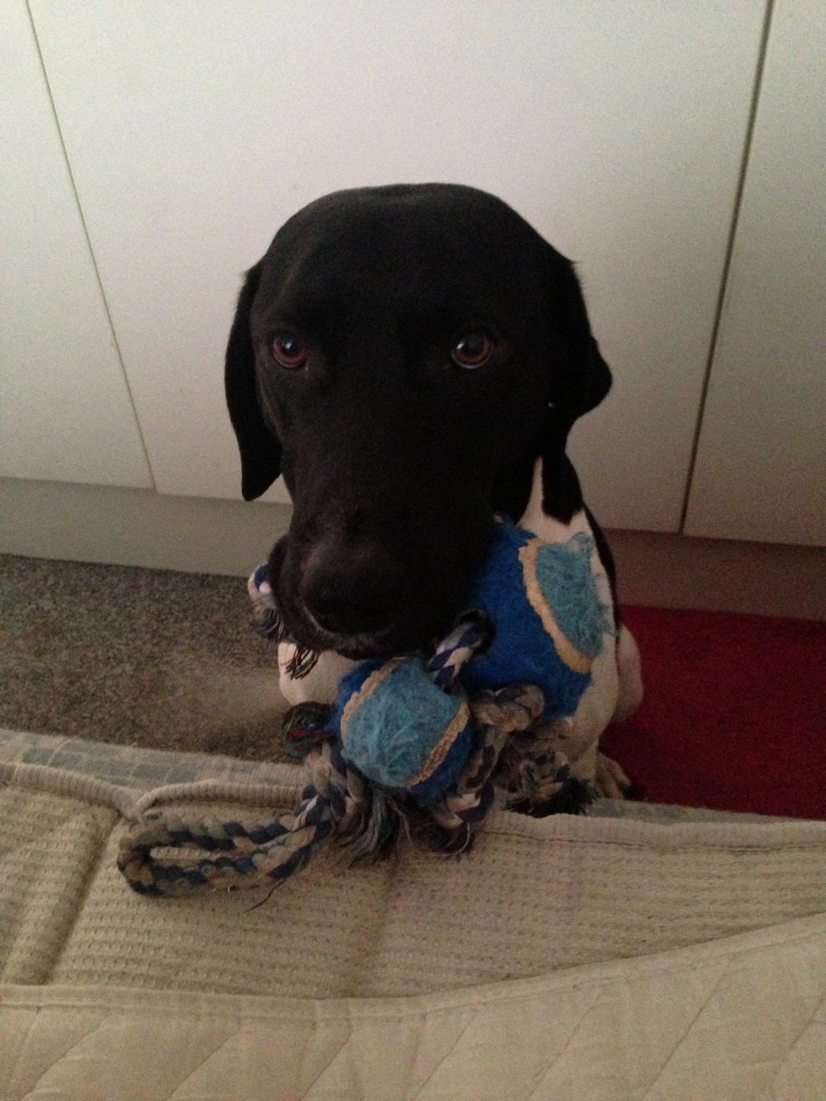 Blanding af racer Buller - Godmorgen mor, vil du ikke gerne lege med mig?? :)  billede 2