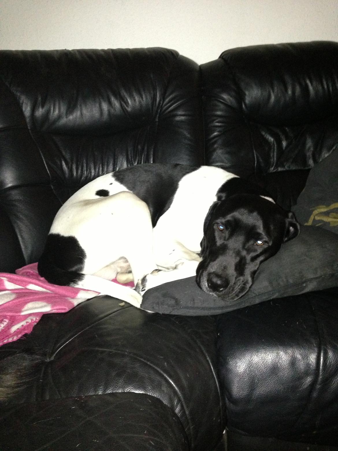 Blanding af racer Buller billede 3