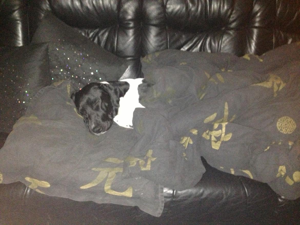 Blanding af racer Buller billede 4