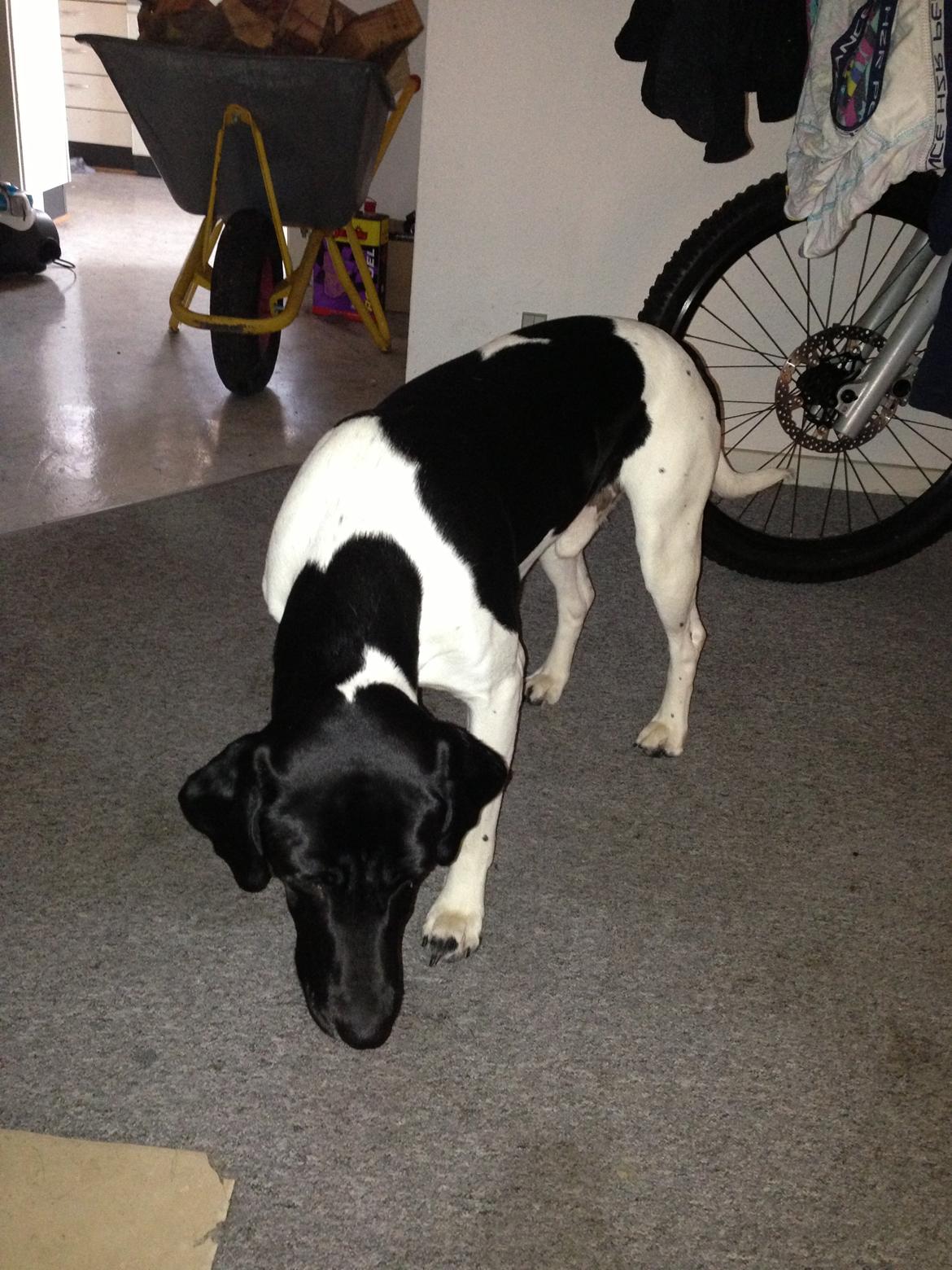 Blanding af racer Buller billede 5