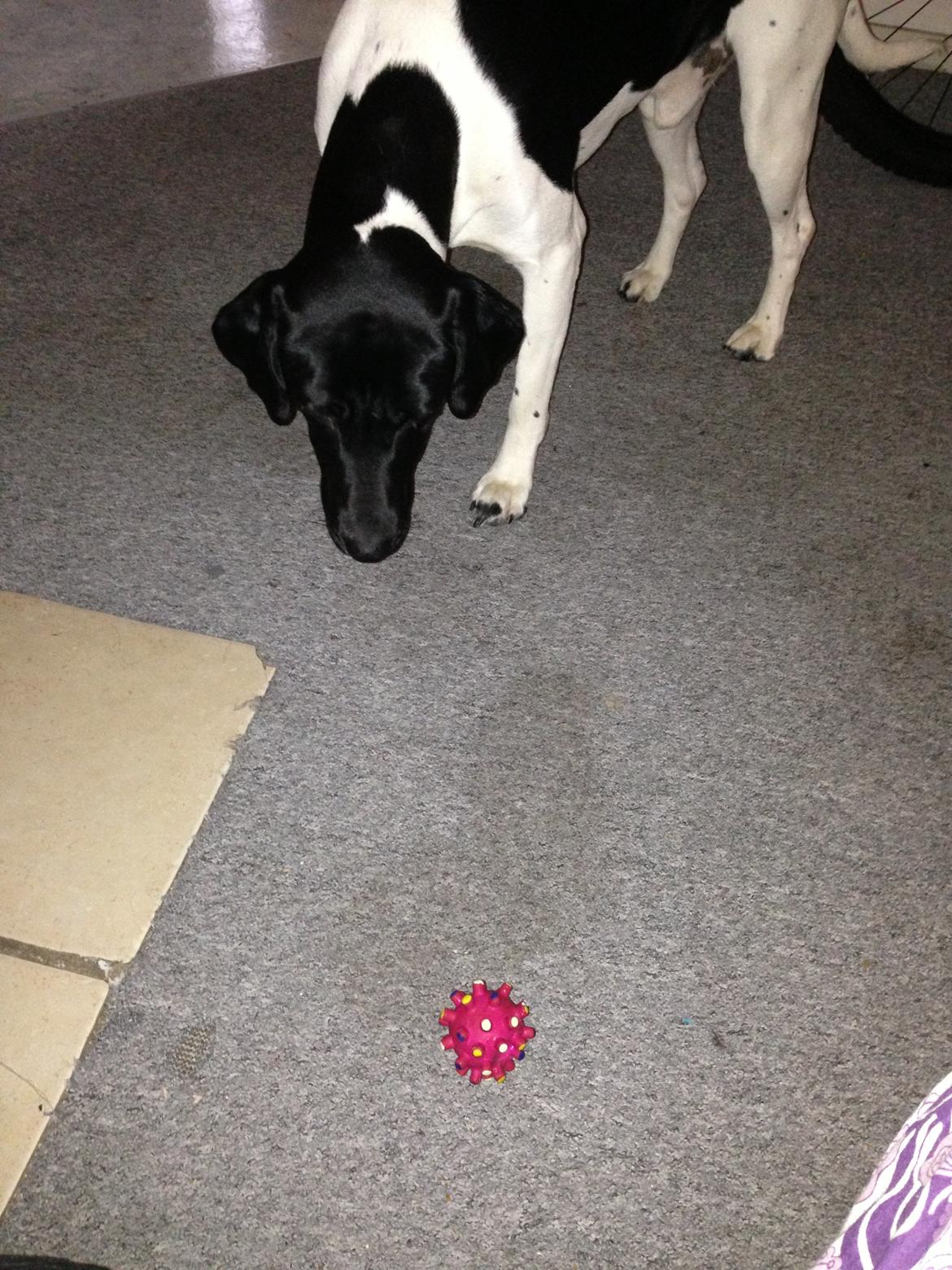 Blanding af racer Buller billede 6