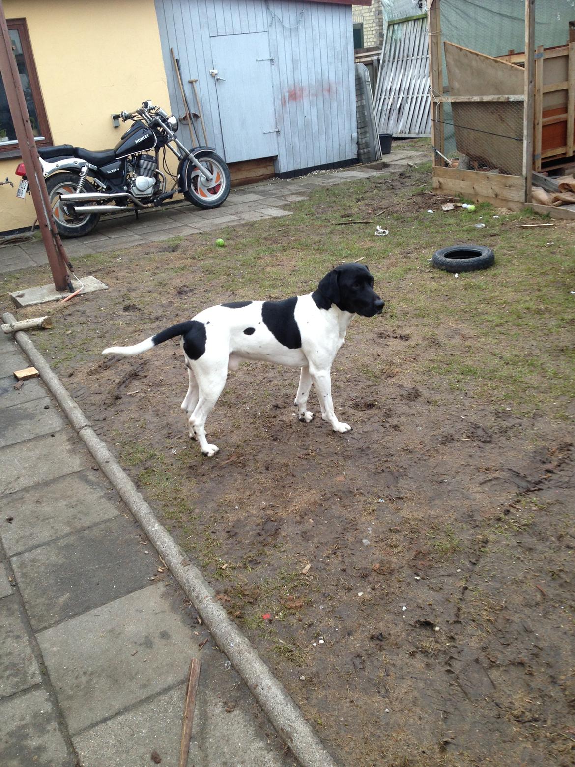 Blanding af racer Buller billede 7