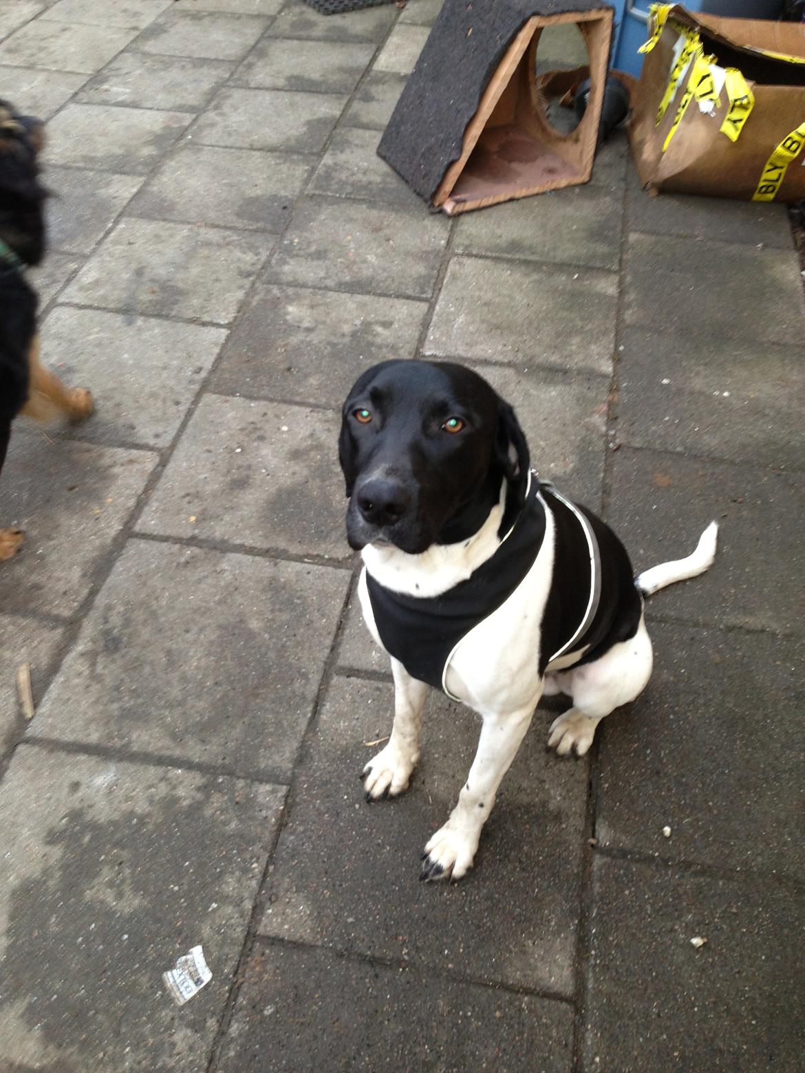 Blanding af racer Buller - Vi skal ud og gå en tur :)  billede 8