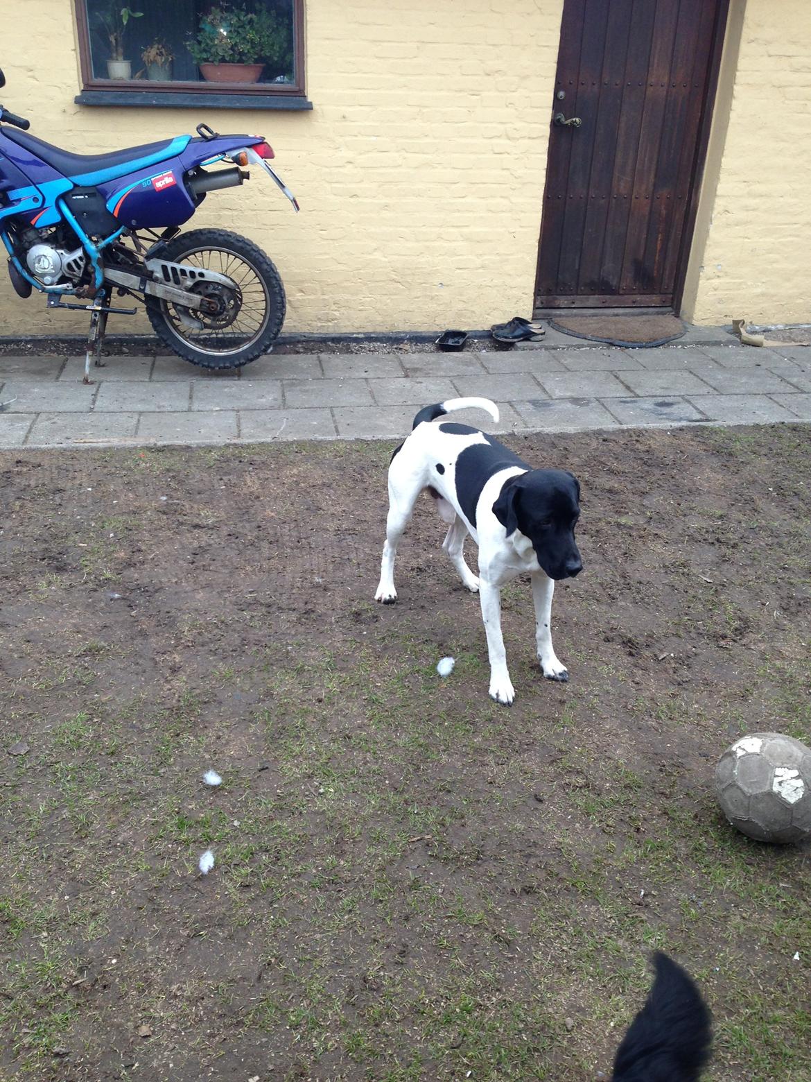 Blanding af racer Buller billede 9