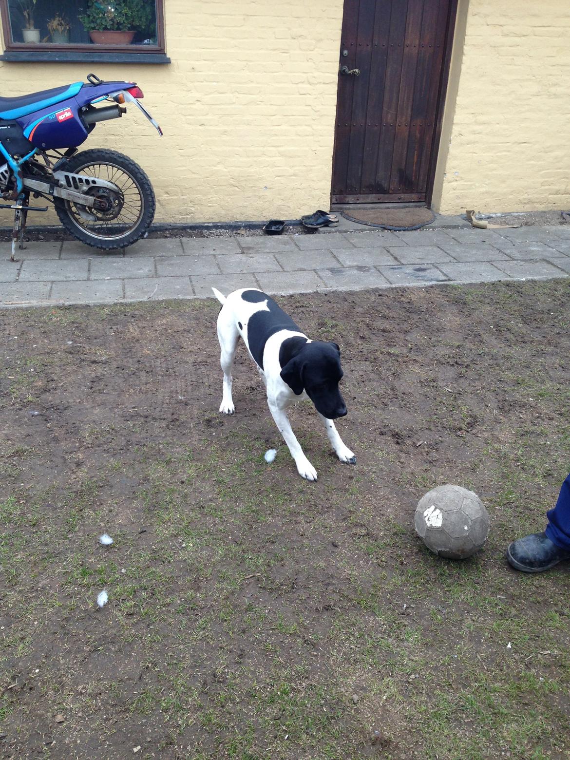 Blanding af racer Buller - Spark til bolden, kom nu jeg er klar :D !! billede 10