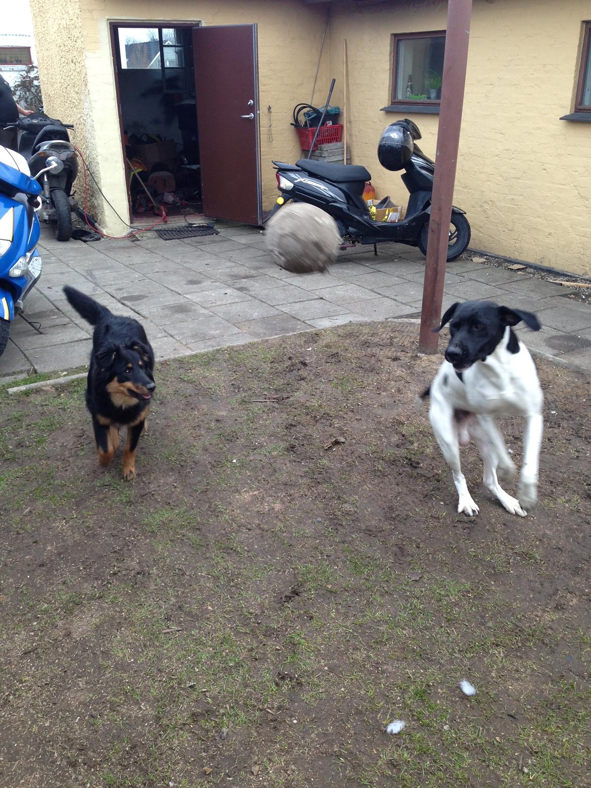 Blanding af racer Buller - Undskylder det er sløret men syntes det skulle med :)  billede 11