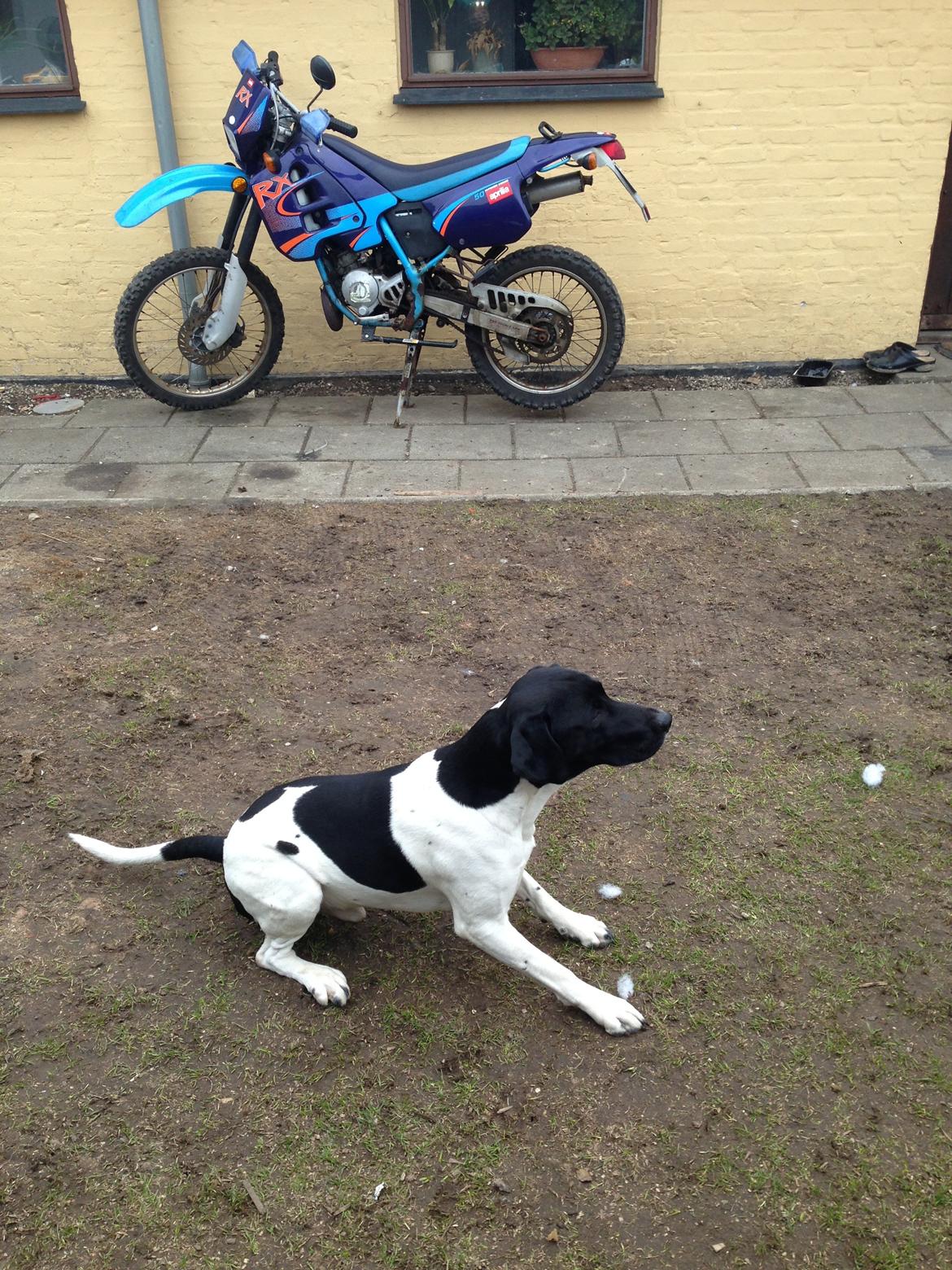 Blanding af racer Buller billede 12