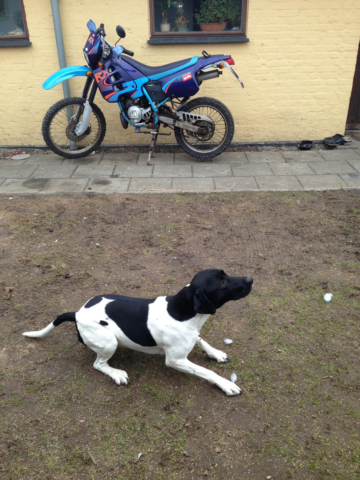 Blanding af racer Buller - kom nu, kom nu, bolden.... BOLDEN !!!! :D billede 13