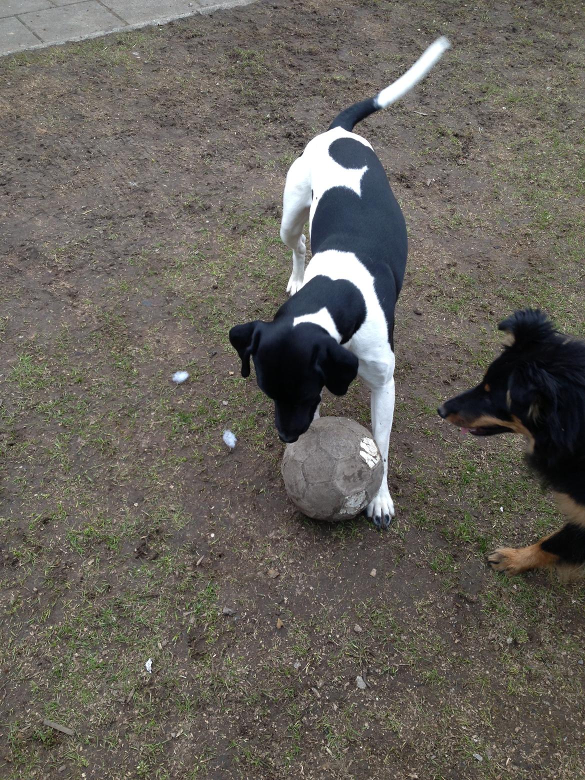 Blanding af racer Buller billede 14