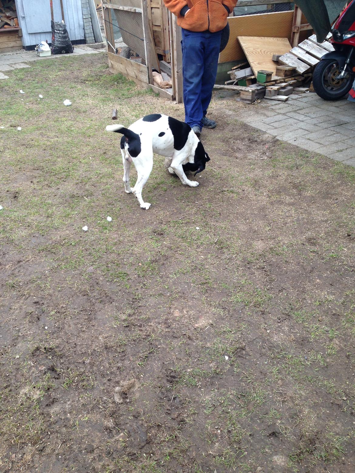 Blanding af racer Buller billede 15