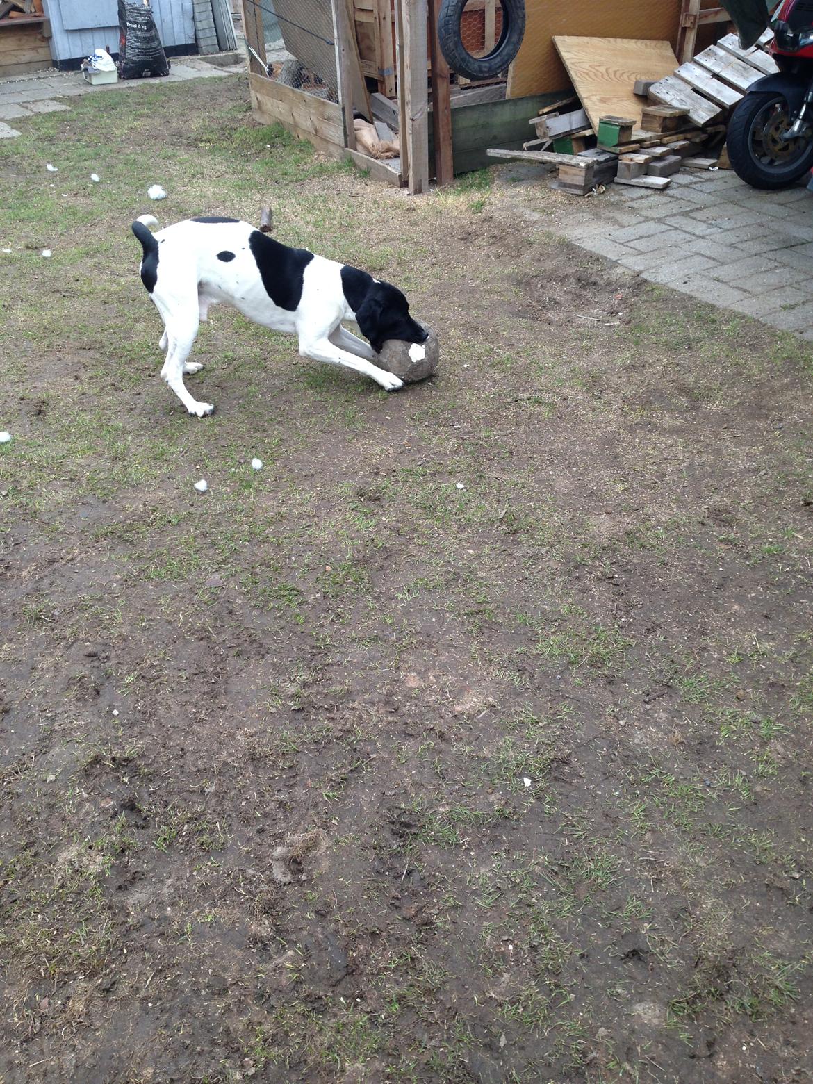 Blanding af racer Buller billede 16