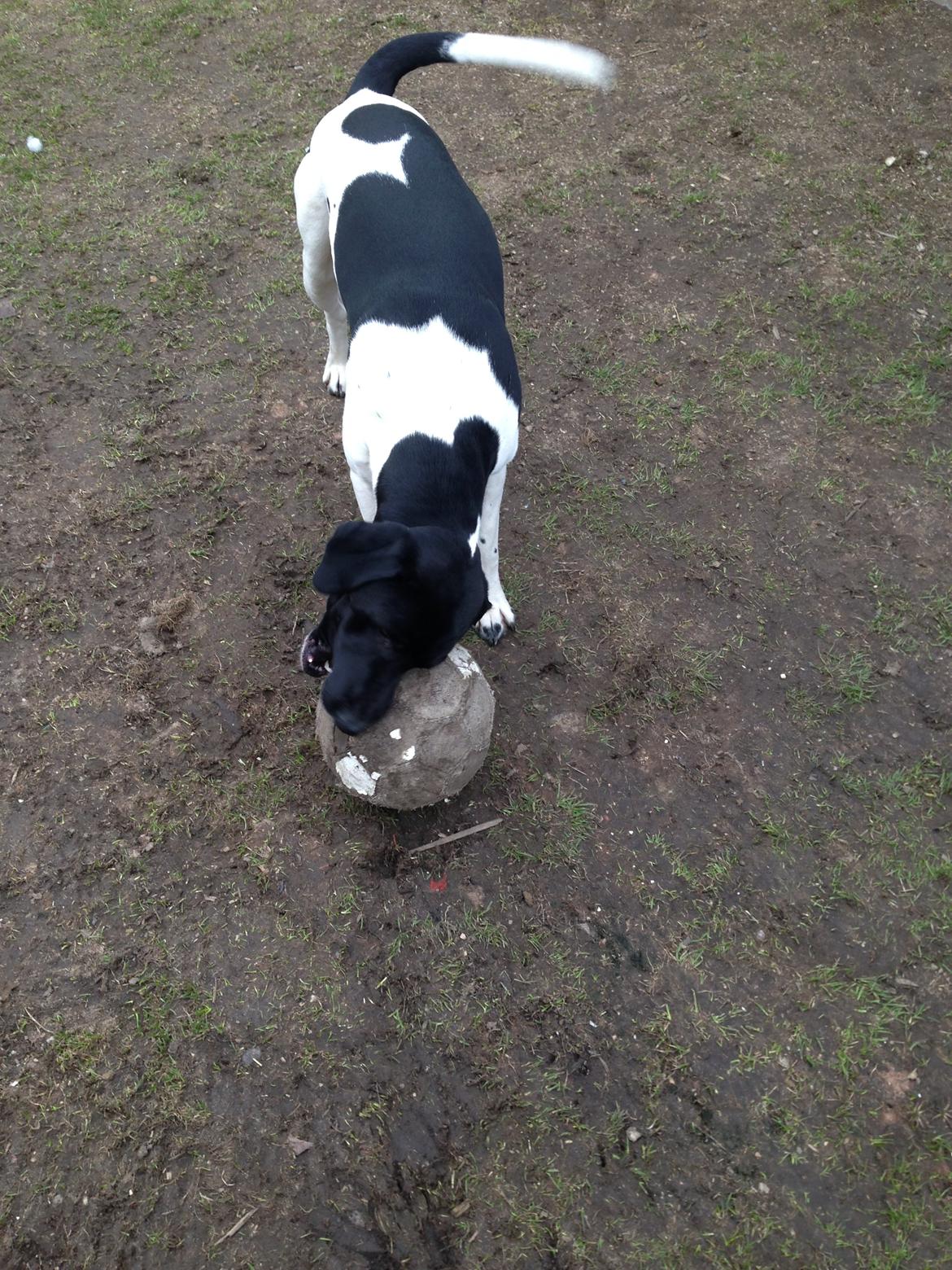 Blanding af racer Buller billede 17