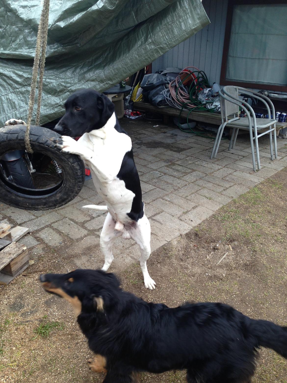 Blanding af racer Buller billede 18