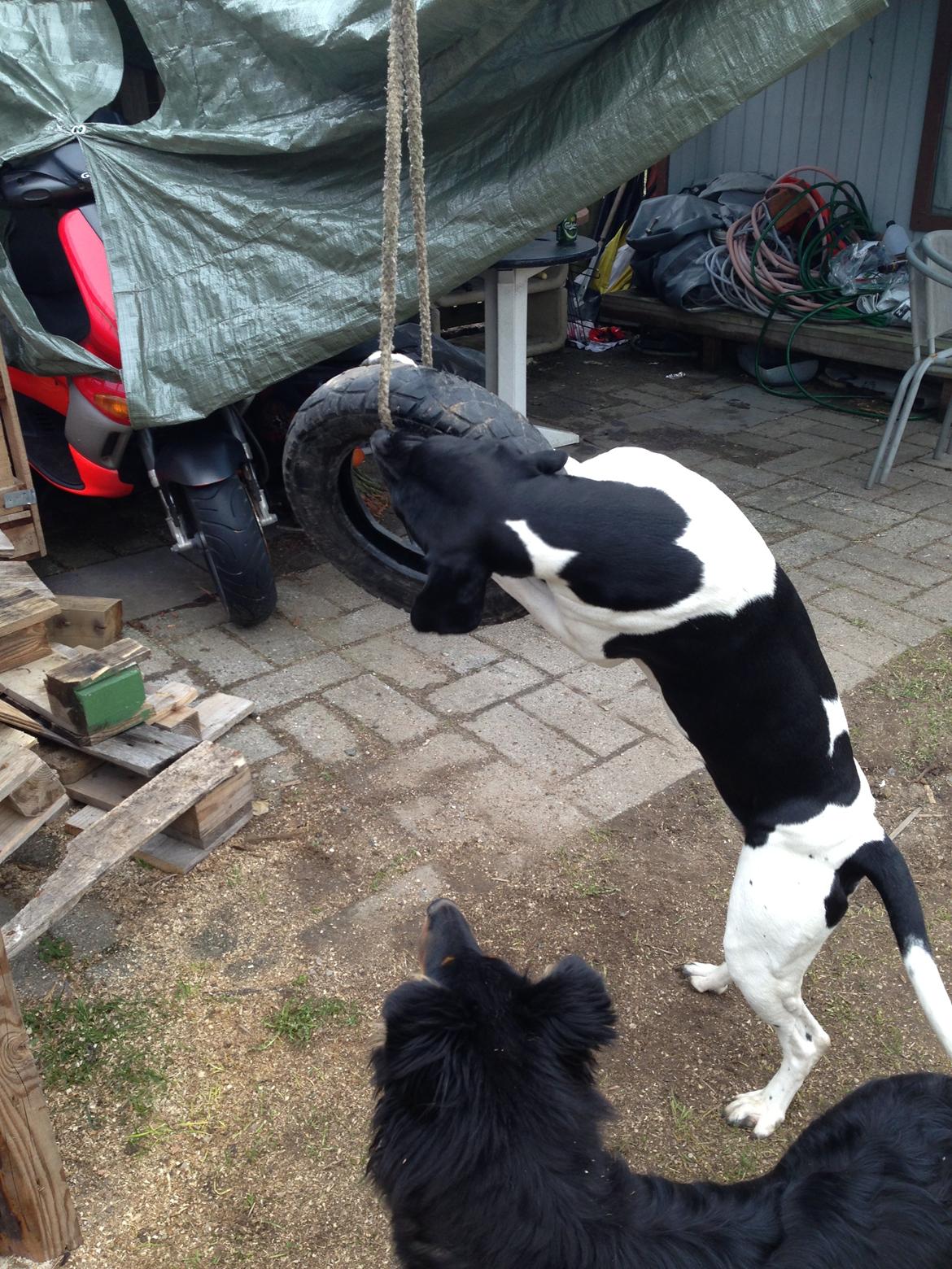 Blanding af racer Buller billede 19