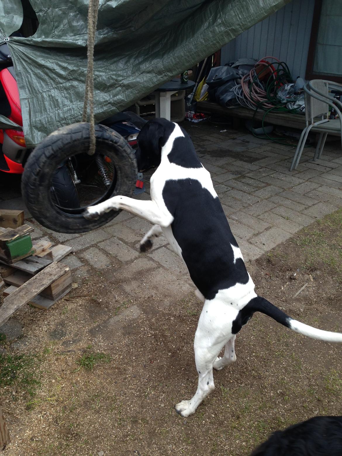 Blanding af racer Buller billede 20