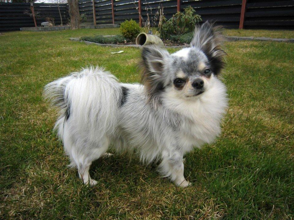 Chihuahua *Iceman* billede 15