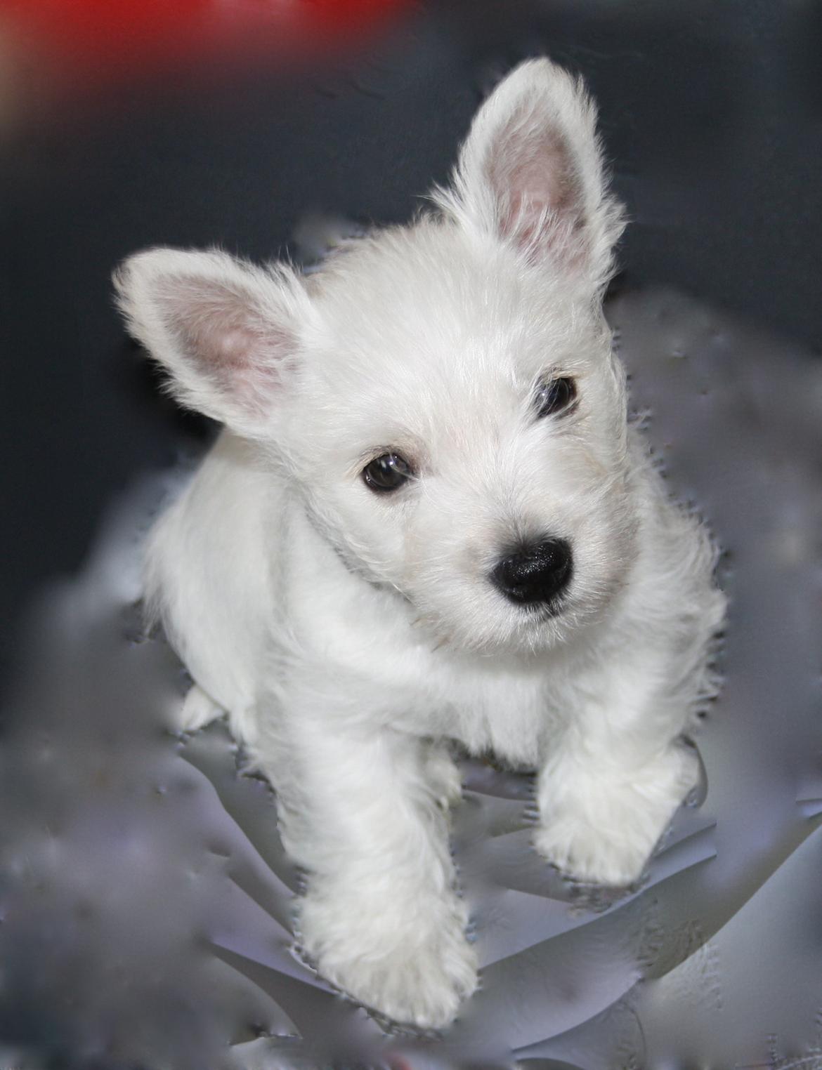 West highland white terrier Viggo billede 1