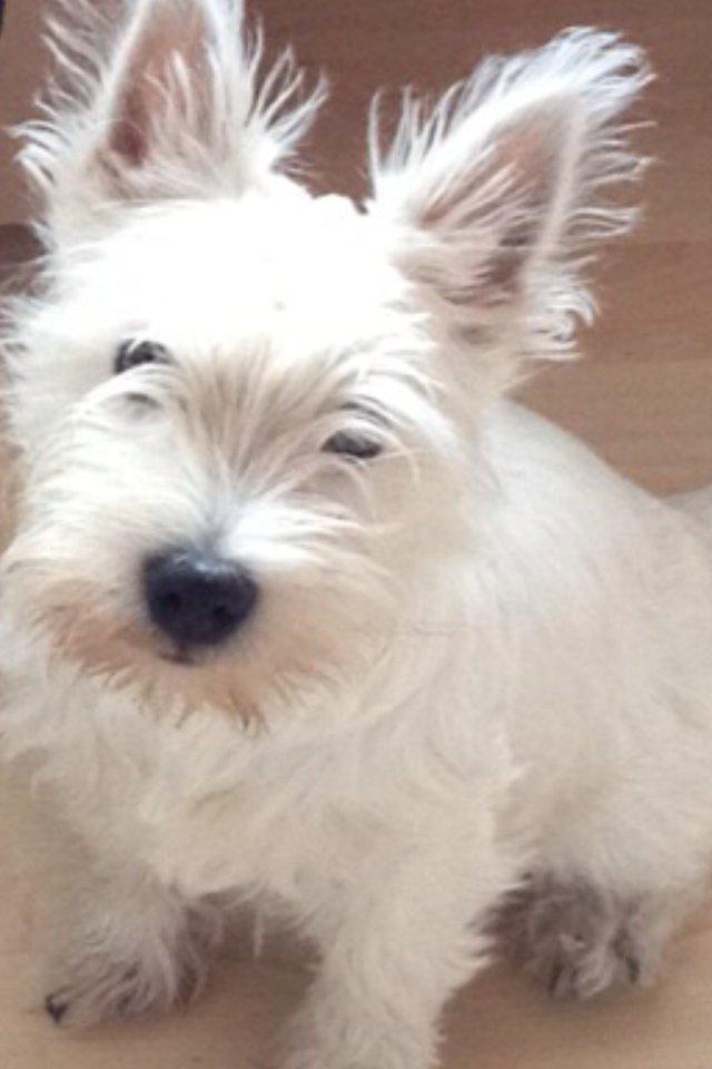 West highland white terrier Viggo billede 2