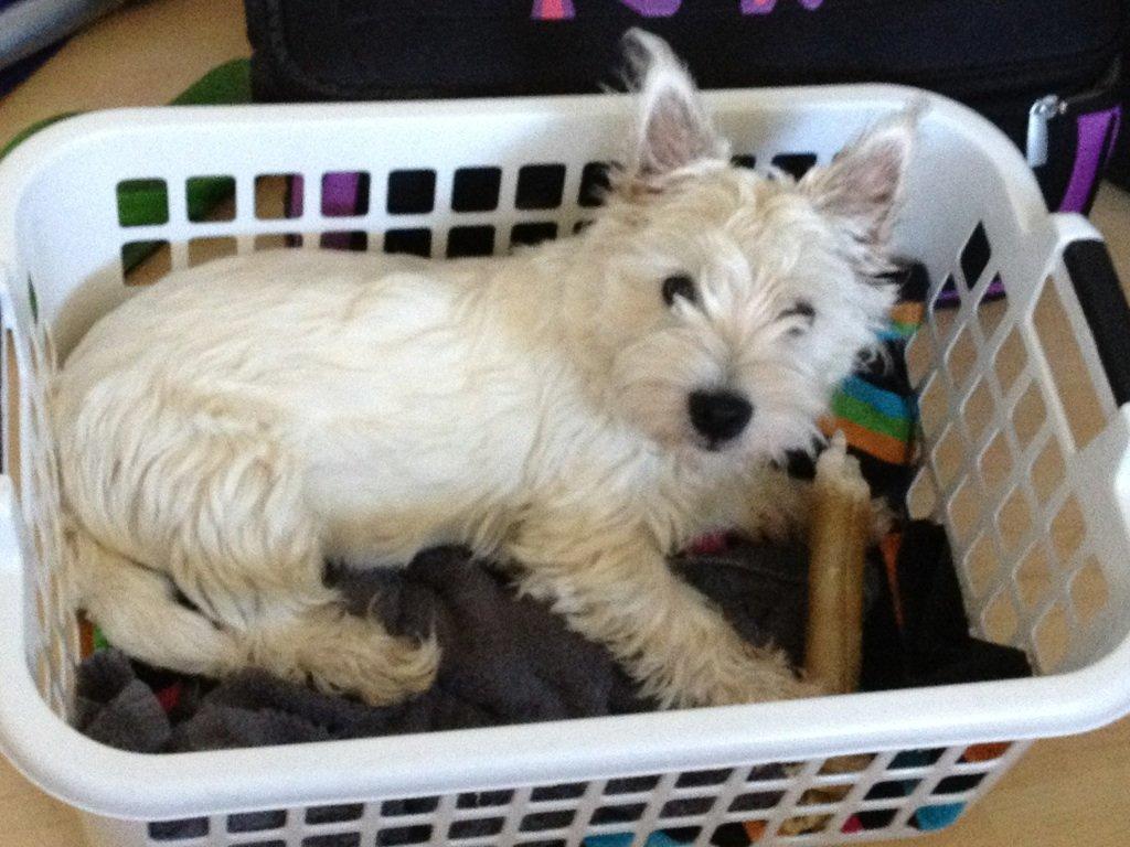 West highland white terrier Viggo billede 3