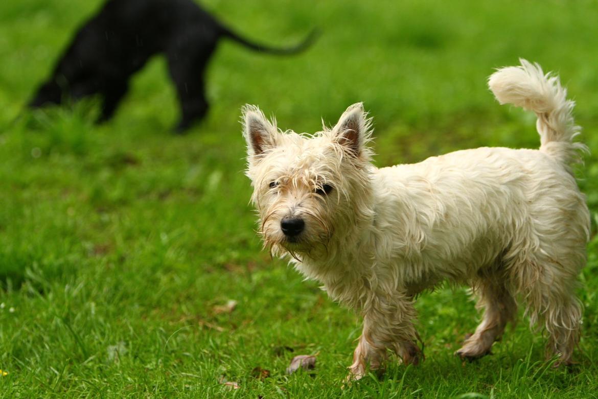 West highland white terrier Viggo billede 4