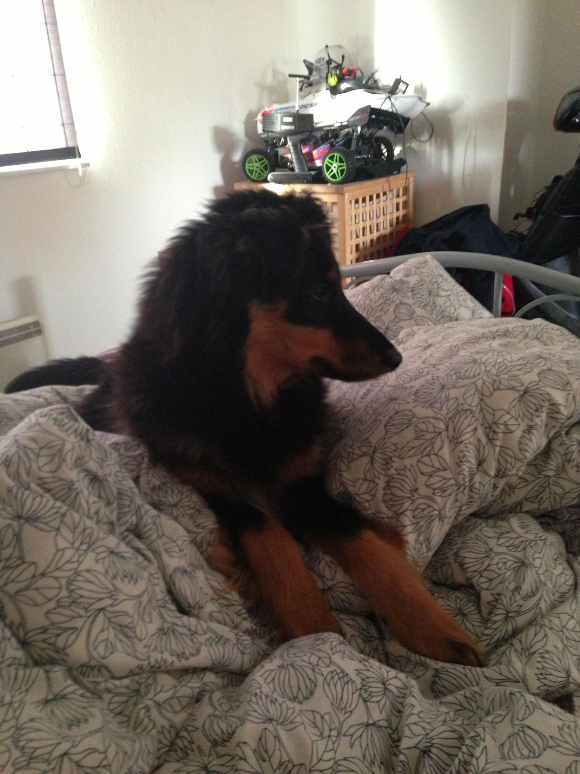 Blanding af racer Duchess billede 2