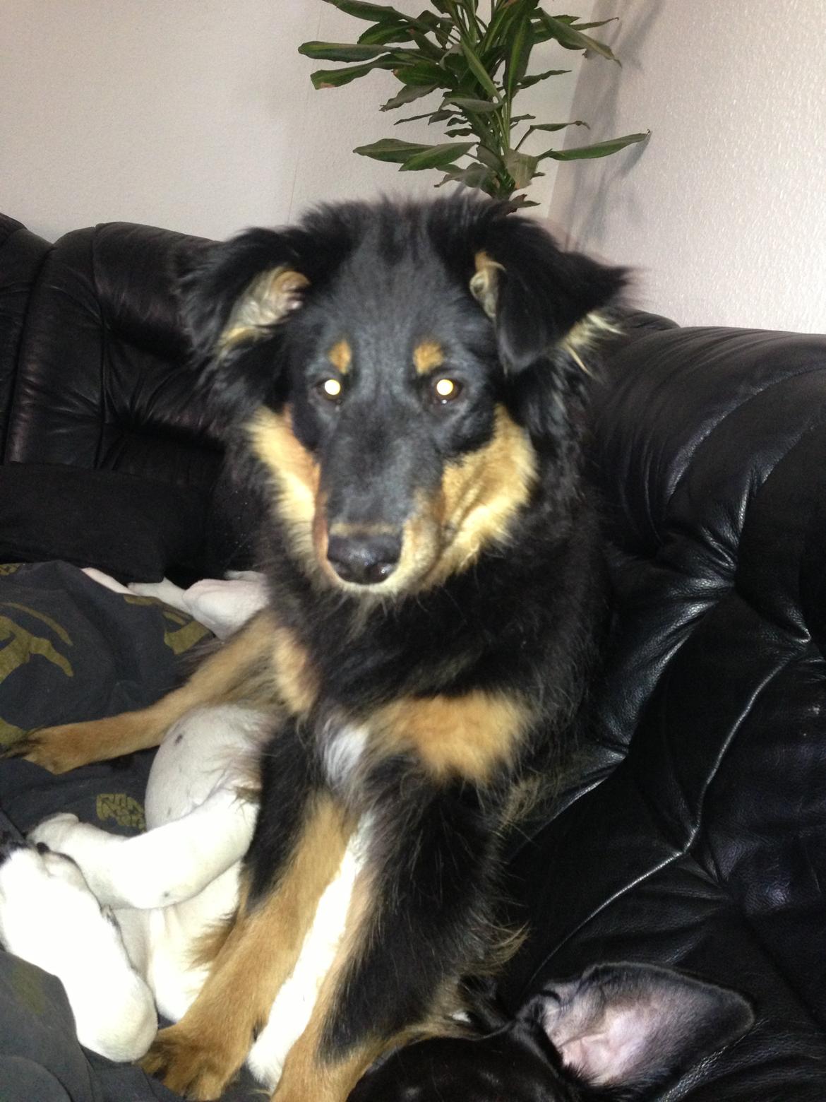 Blanding af racer Duchess billede 3