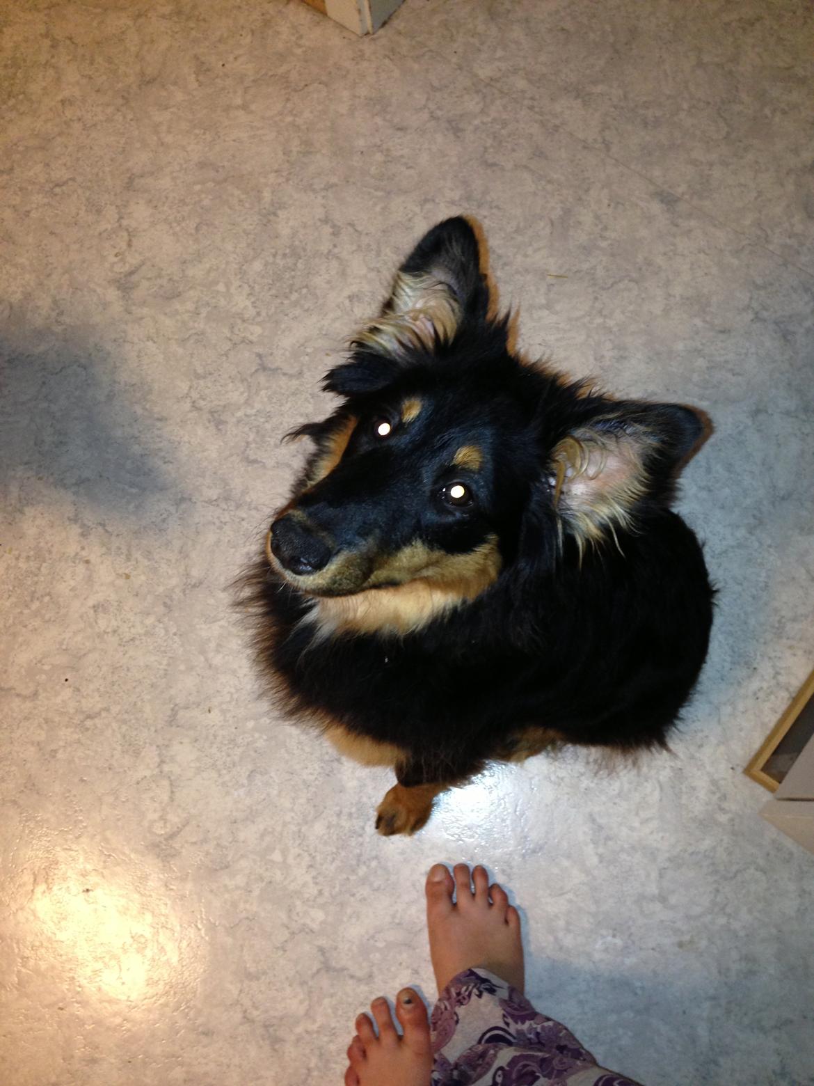 Blanding af racer Duchess billede 4