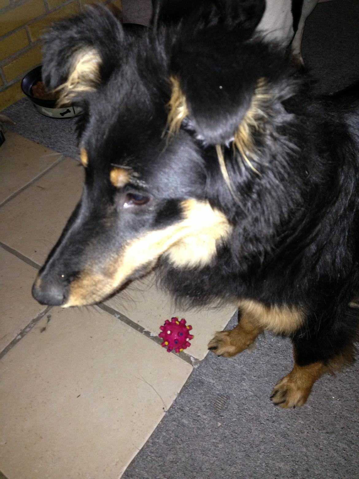 Blanding af racer Duchess billede 5