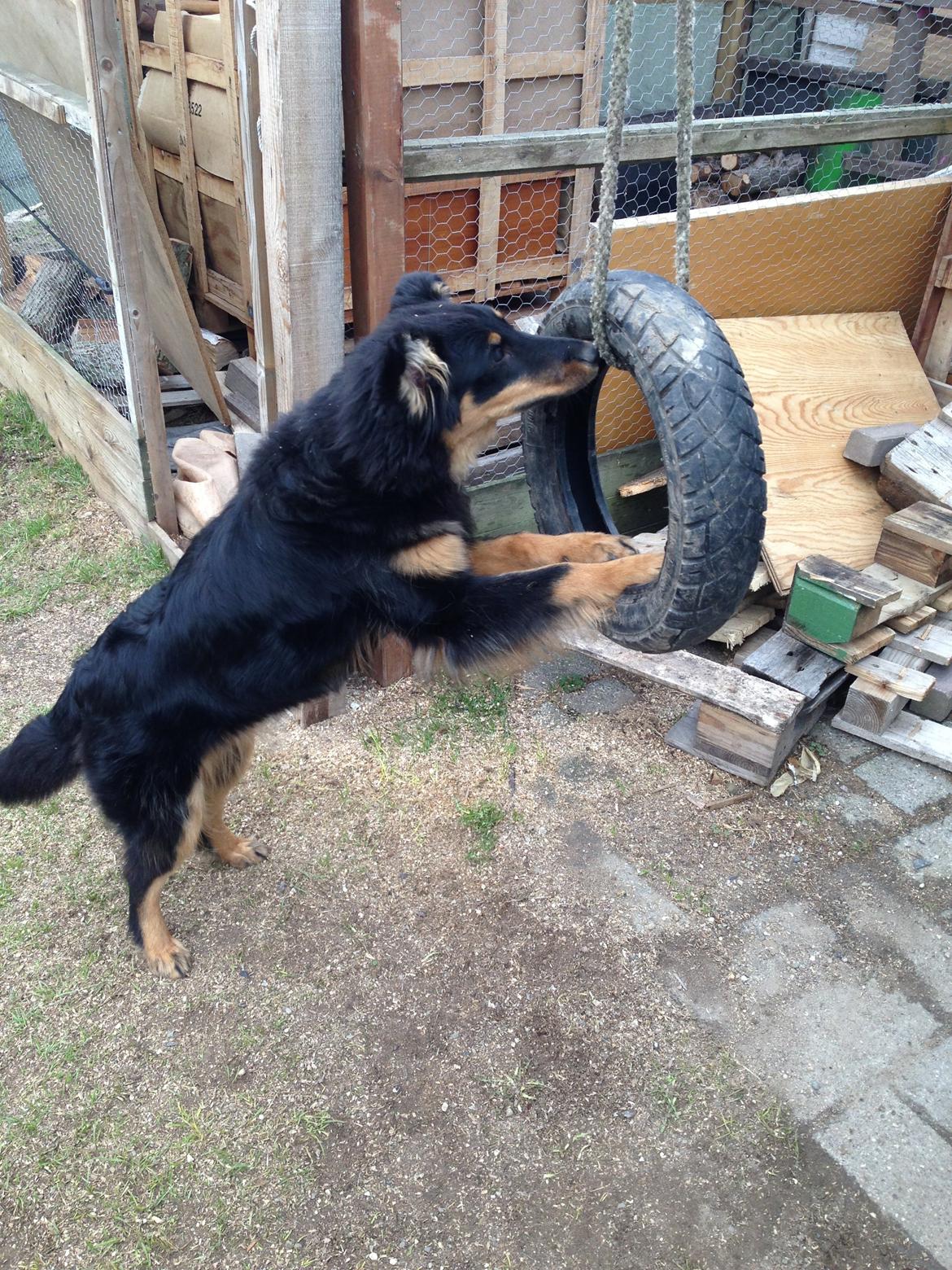 Blanding af racer Duchess billede 7