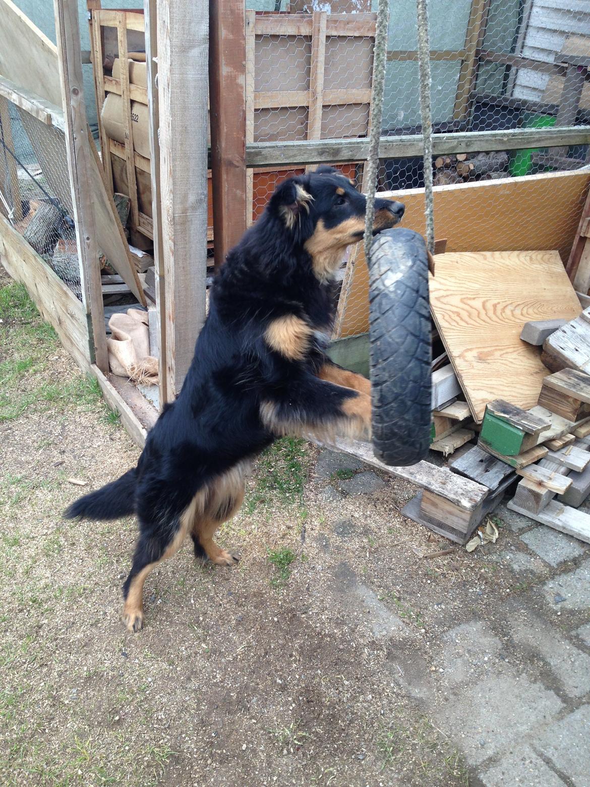 Blanding af racer Duchess billede 8