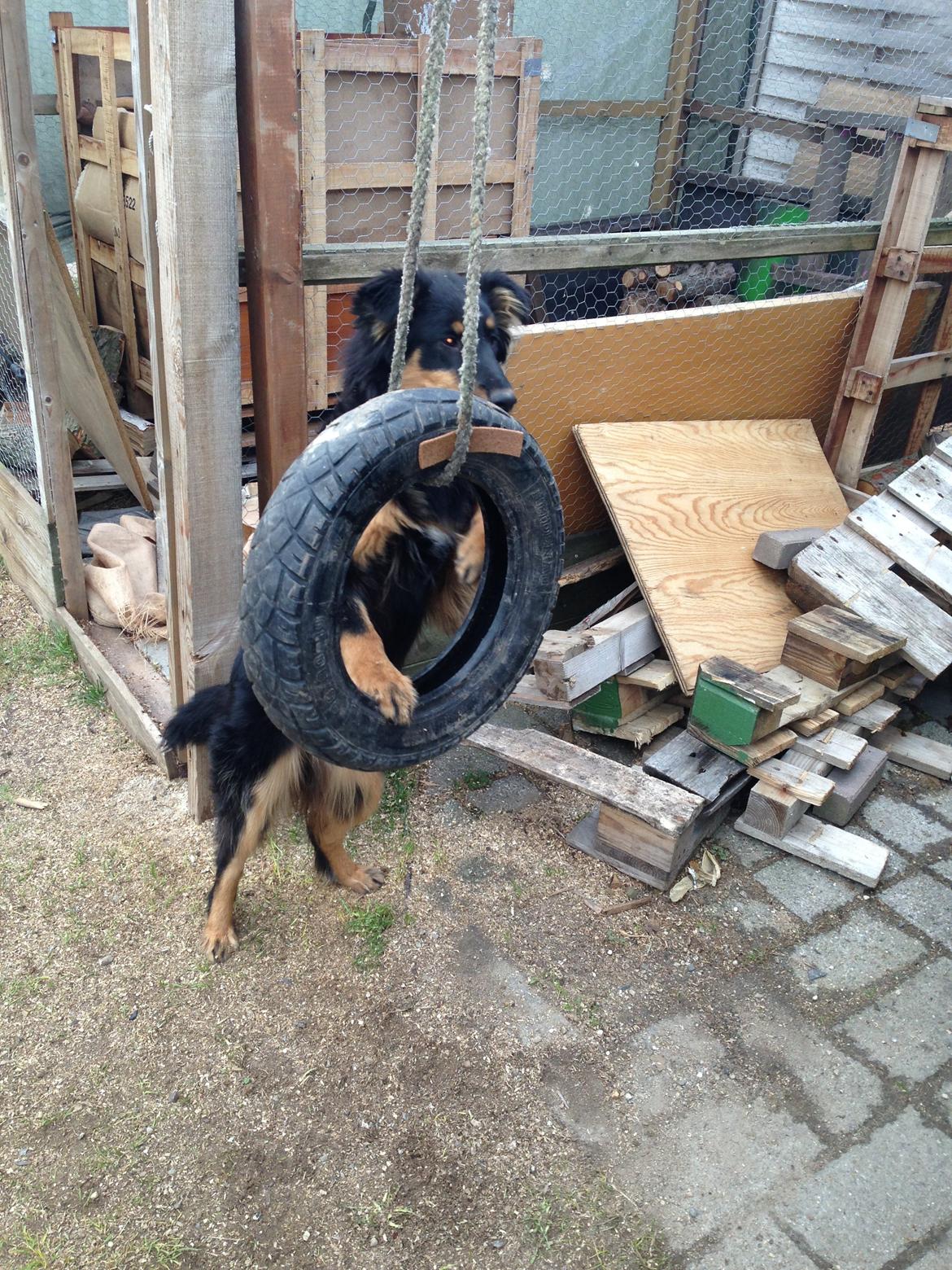 Blanding af racer Duchess billede 9