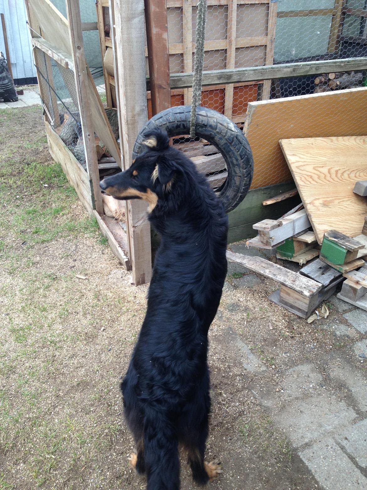 Blanding af racer Duchess billede 10