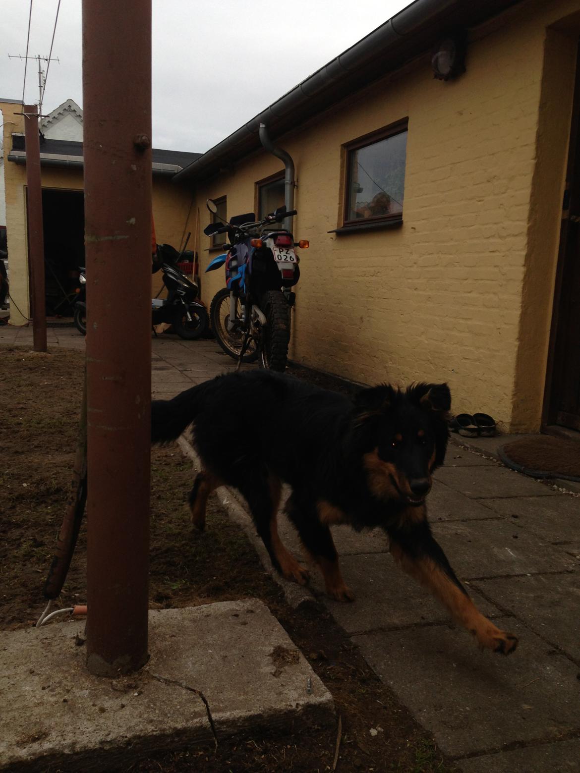 Blanding af racer Duchess billede 11