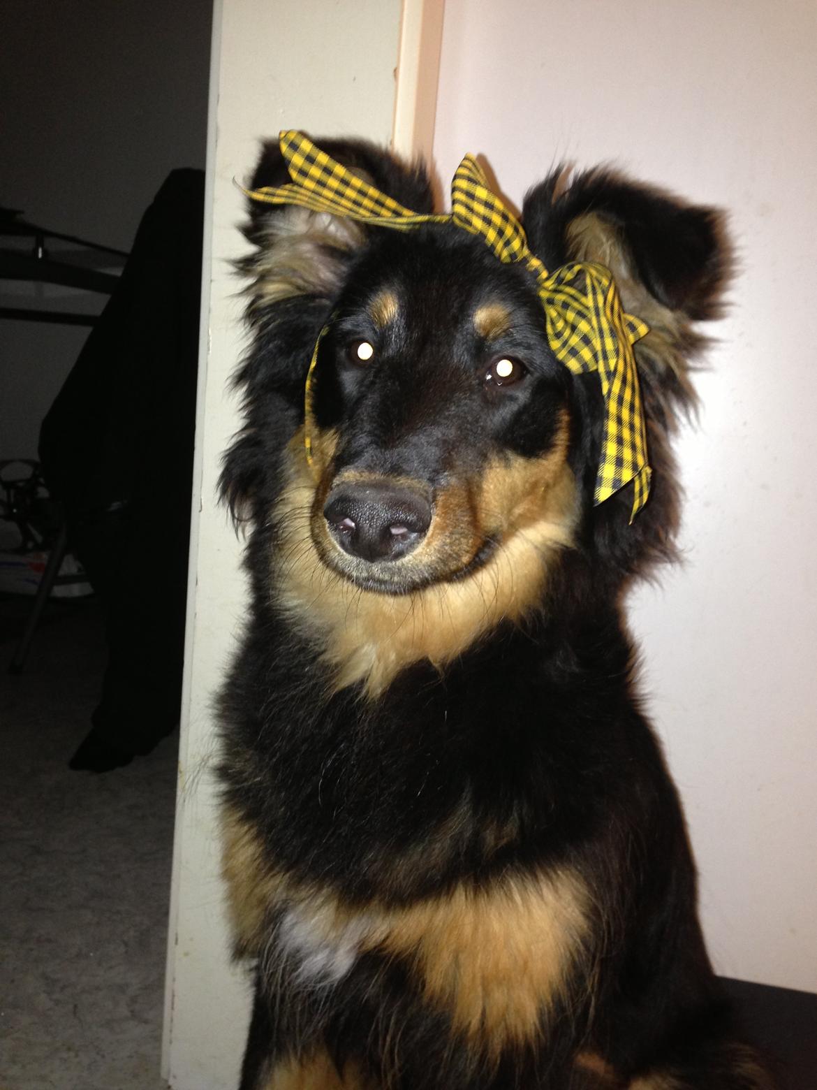 Blanding af racer Duchess billede 1