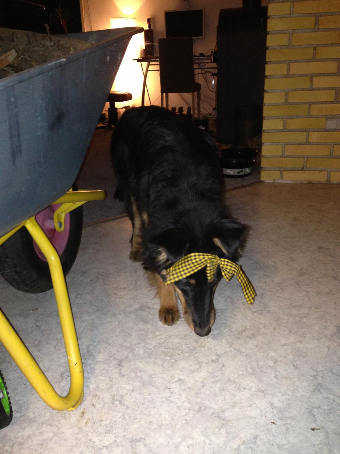 Blanding af racer Duchess billede 12